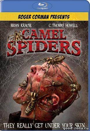 Верблюжьи пауки